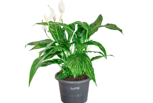 marking-coding-eu-plant-passport-teaser