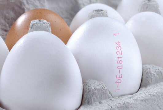 egg-sample1